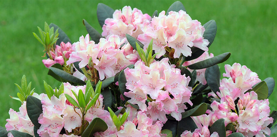 Рододендрон (азалия)